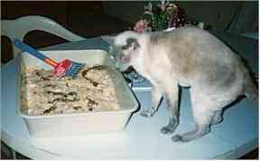 Cat & Kitty Litter Cake