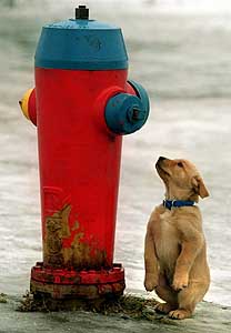 Pup and Hydrant